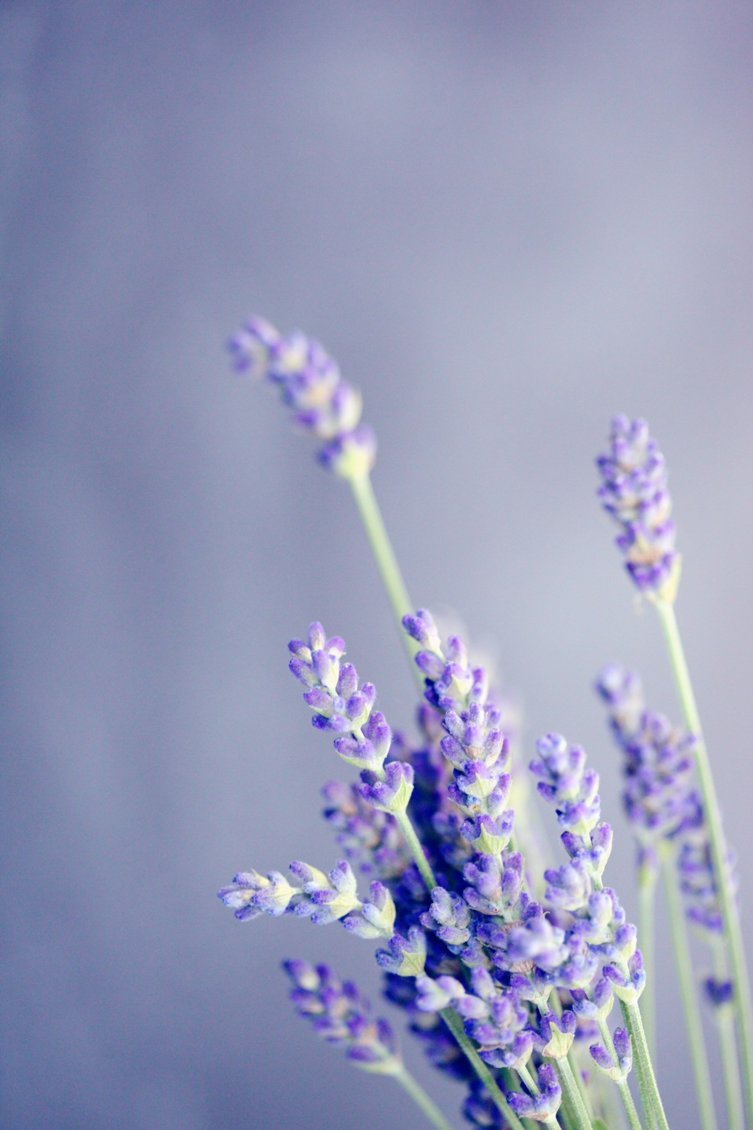 How to Choose the Right Essential Oil for You